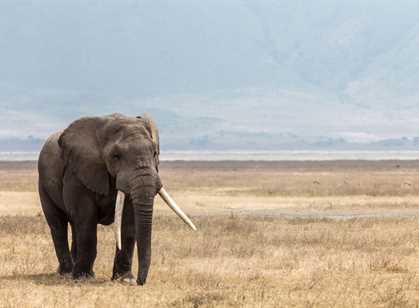 Ngorongoro Crater